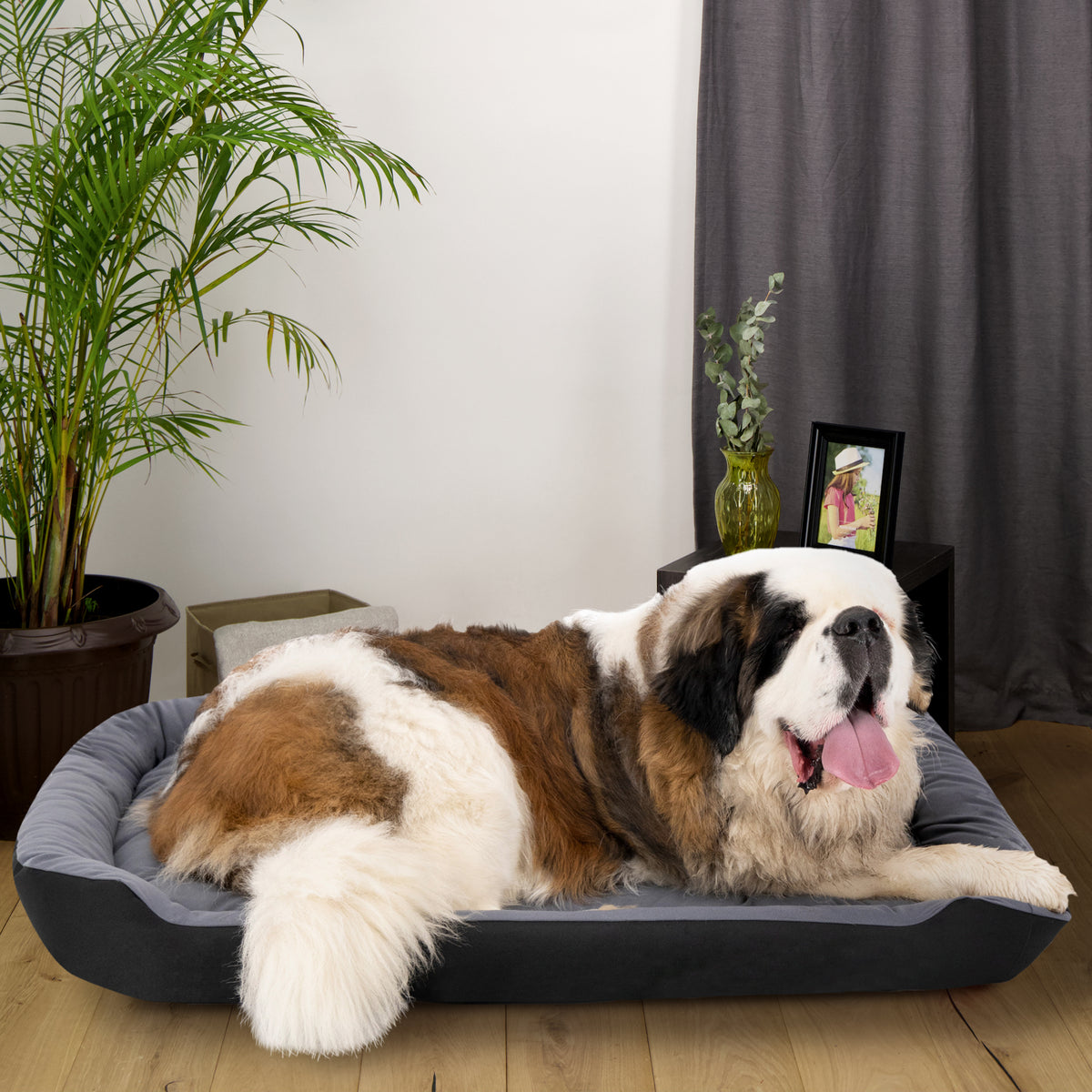 Cama Ortopédica Clasica